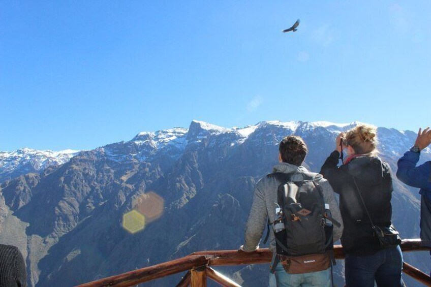 Colca Full Day Tour