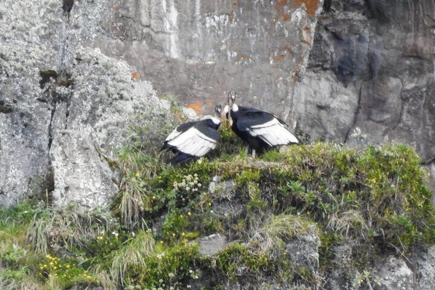 Antisana volcano private tour; birding and hike in the Andes