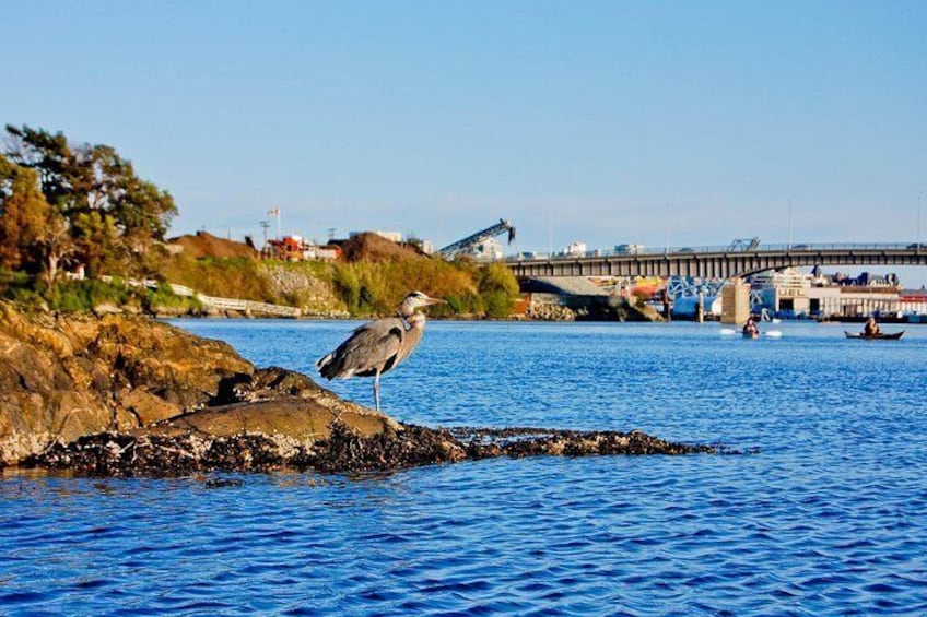 Spot wildlife as you kayak