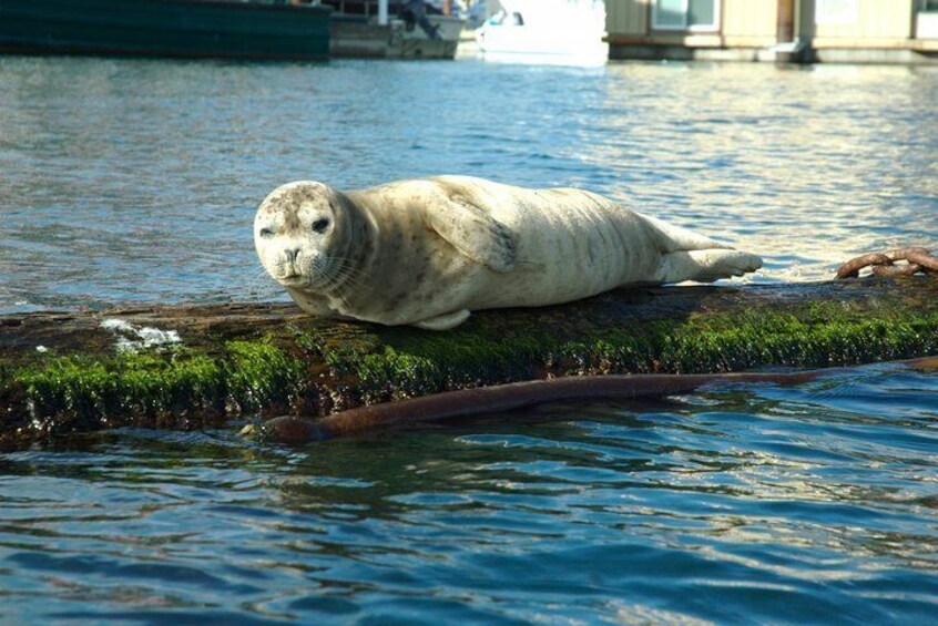 Seal on a log
