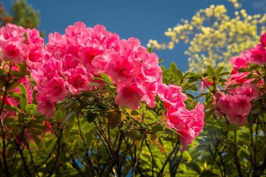 Butchart Garden