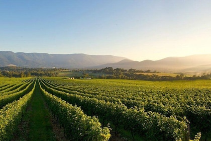 悠閒的小團體亞拉河谷葡萄酒之旅：葡萄酒、杜松子酒、蘋果酒等