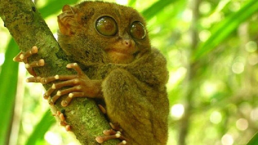 A galago spotted in the trees in Bohol