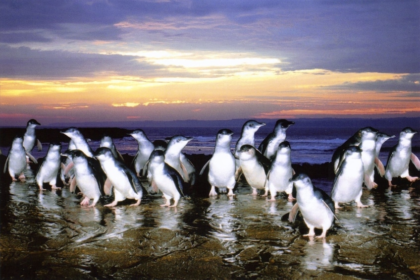 Show item 1 of 8. Private - Phillip Island Tour with Wildlife & Lunch