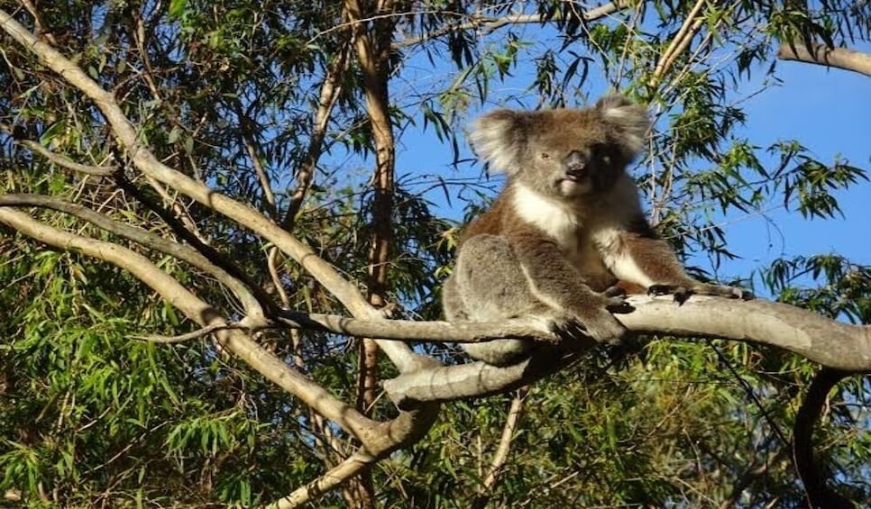 Show item 5 of 8. Private - Phillip Island Tour with Wildlife & Lunch