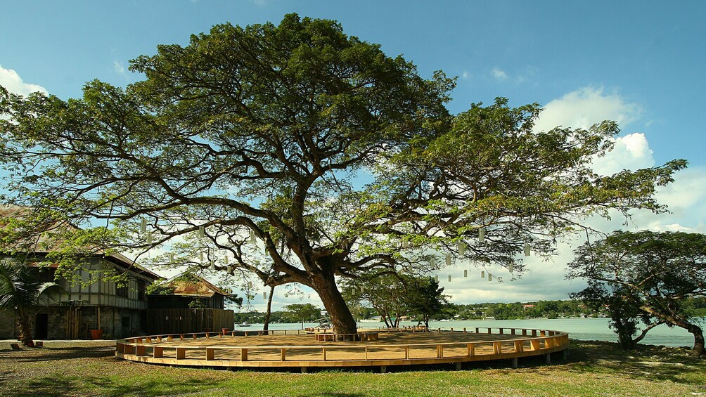 Wooden seating area around a tall tree in Bohol