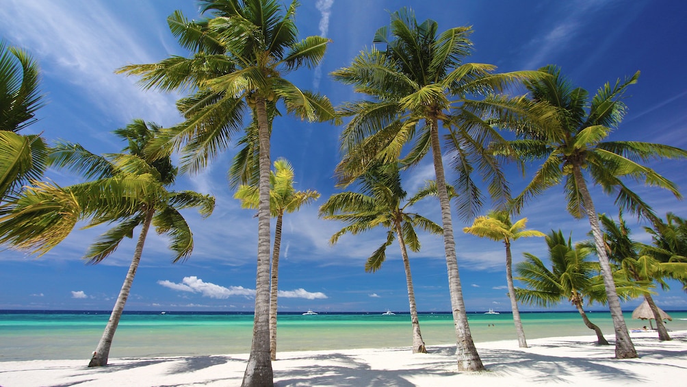 Palm trees at the beach in Bohol