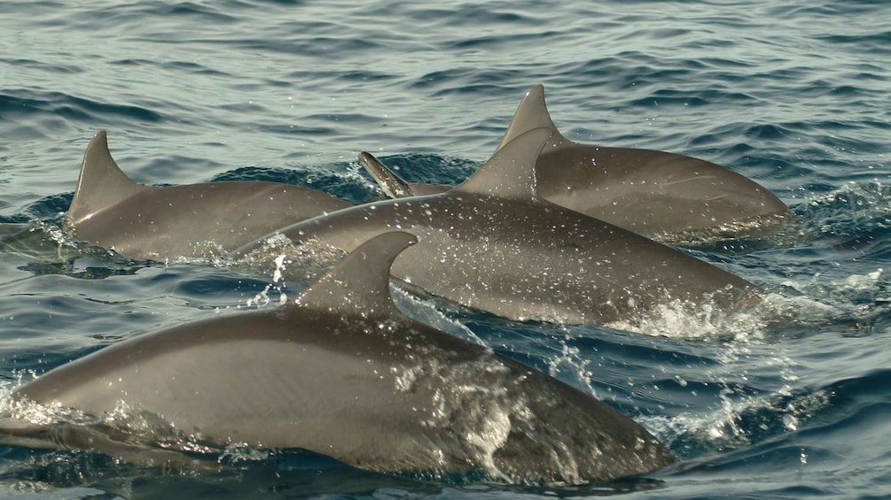 Dolphins swimming together in the ocean at Bohol