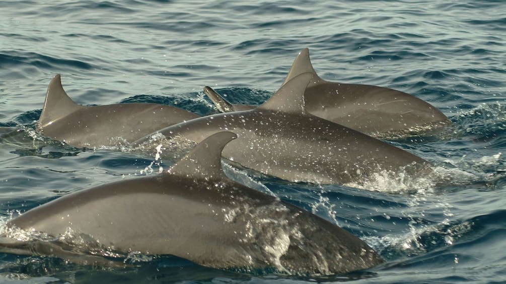 Show item 1 of 5. Dolphins swimming together in the ocean at Bohol