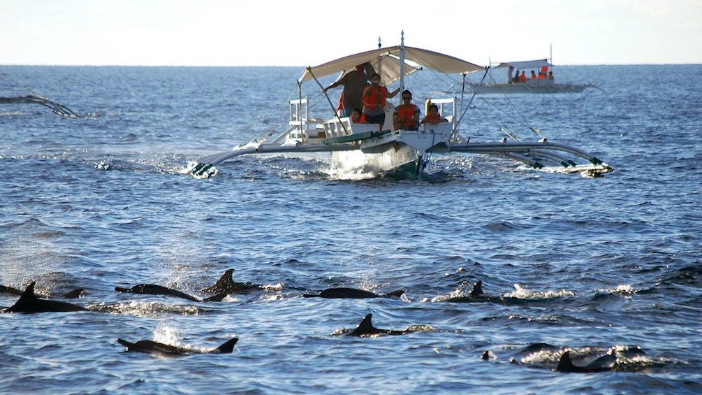 Dolphins traveling along the boat in Bohol