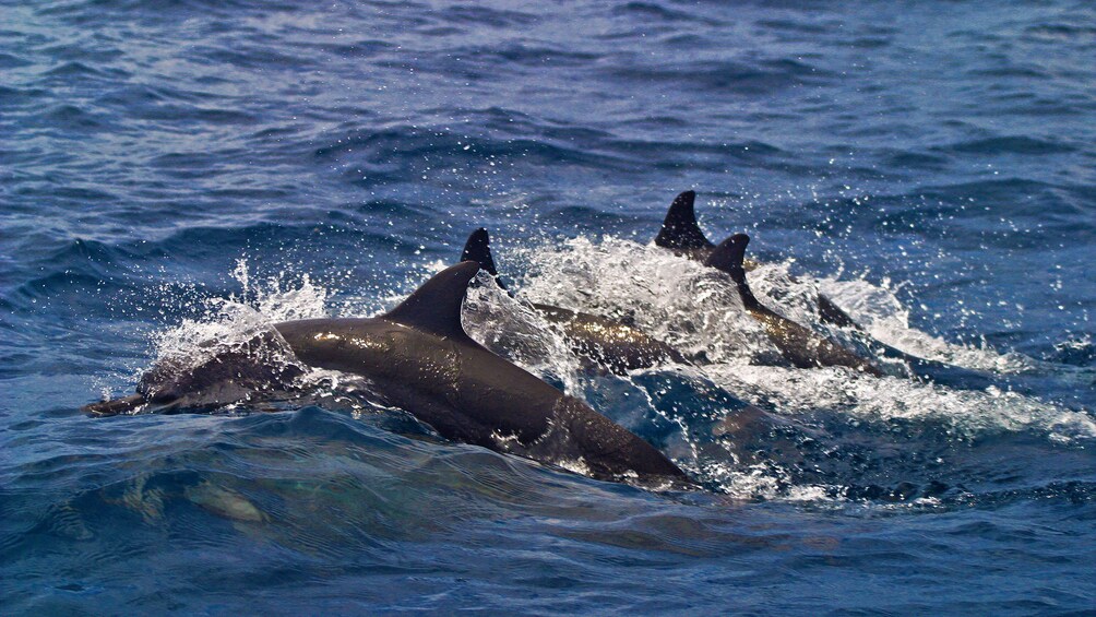 Show item 5 of 5. A pod of dolphins swimming in the ocean in Bohol