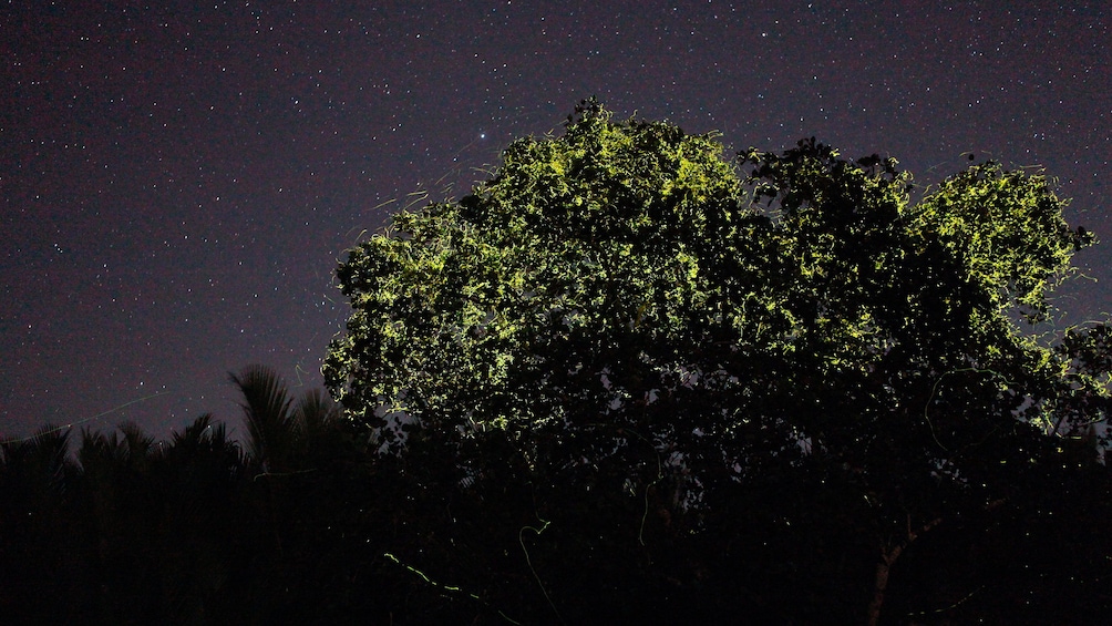 Spectacular light display from the fireflies in Bohol