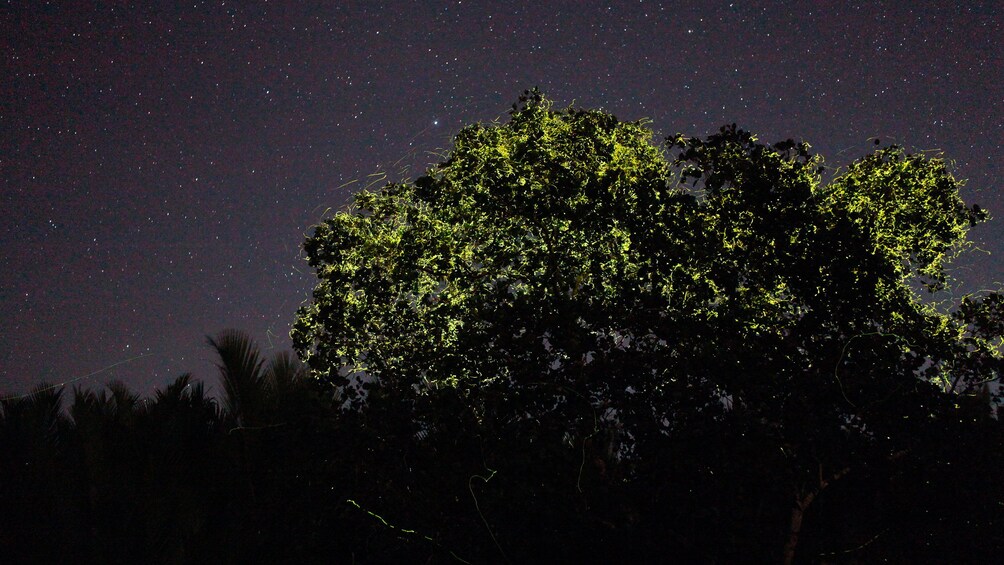 Spectacular light display from the fireflies in Bohol