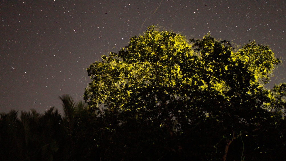 Spectating the fireflies at night in Bohol