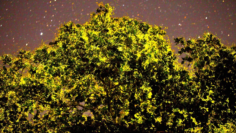 Fireflies illuminating the trees at night in Bohol