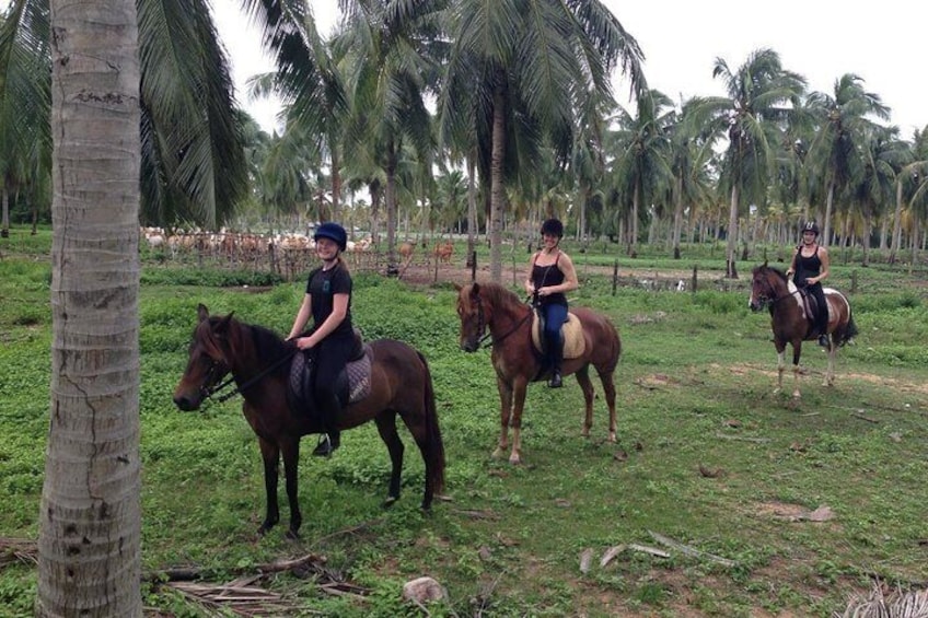 Phuket Horse Riding Club