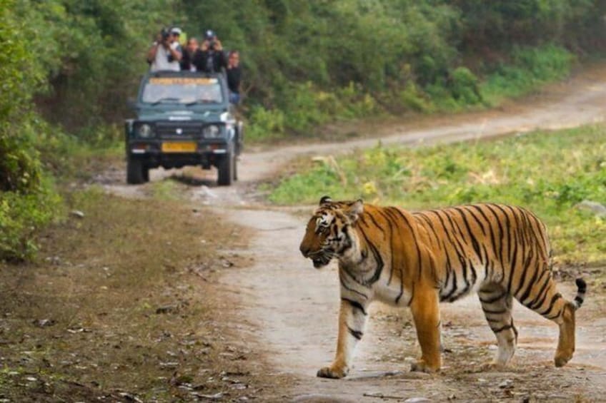 Show item 4 of 6. Chitwan Jungle safari Guided Private Day Tour