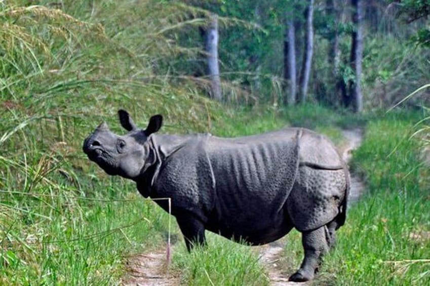 Show item 2 of 6. Chitwan Jungle safari Guided Private Day Tour