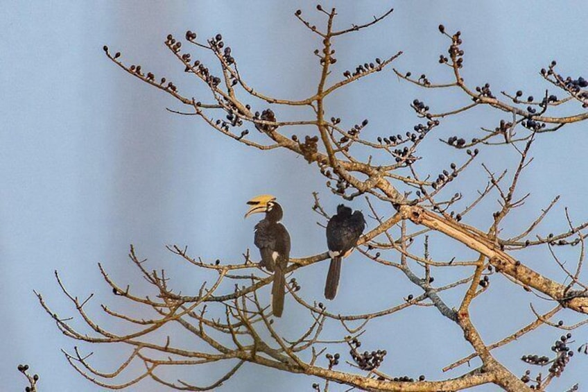 Show item 3 of 6. Chitwan Jungle safari Guided Private Day Tour