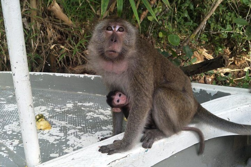  Sky-Mirror Photographing and Proboscis Monkey & Fireflies Watching River-Cruise