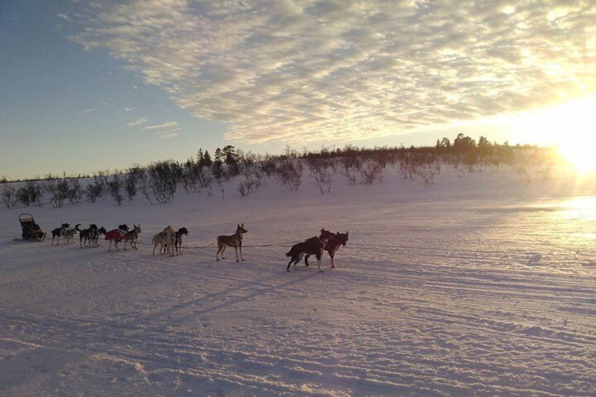 Sled trip with husky in the alta valley