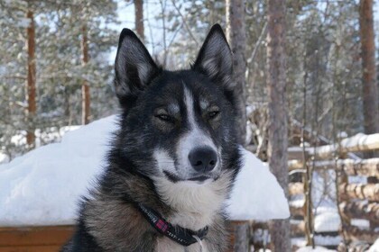 Sleigh trip with husky in the alta valley