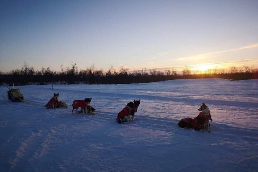 Sled trip with husky in the alta valley