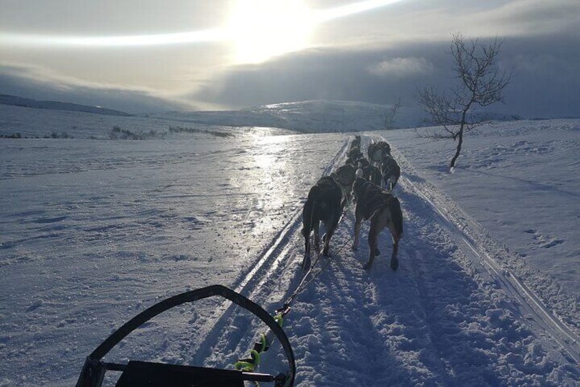 Sled trip with husky in the alta valley