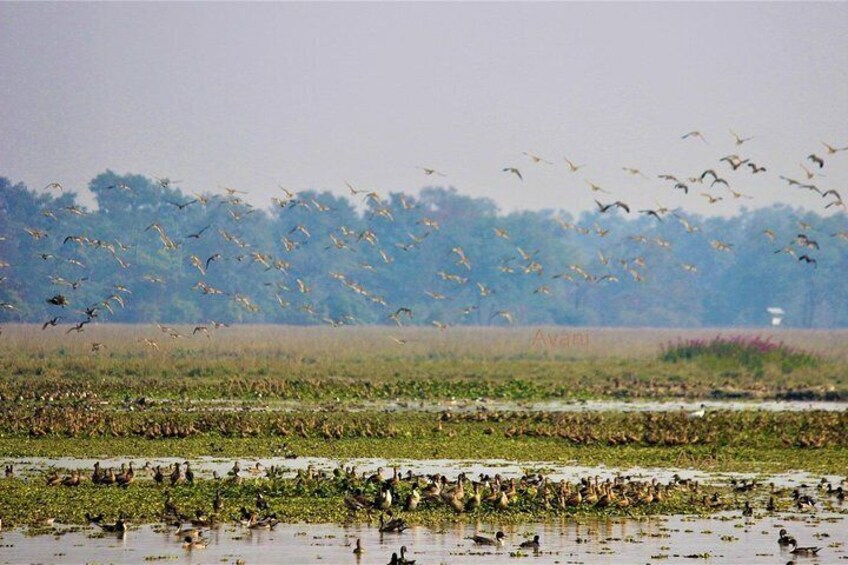 Tour of Pobitora Wildlife Sanctuary from Guwahati with Safari, Lunch and Guide