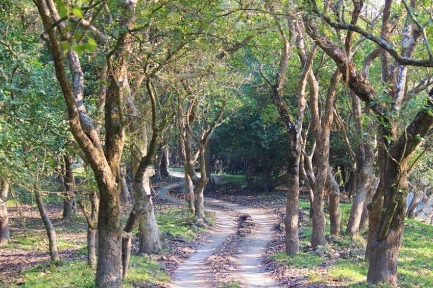 Tour of Pobitora Wildlife Sanctuary from Guwahati with Safari, Lunch and Guide
