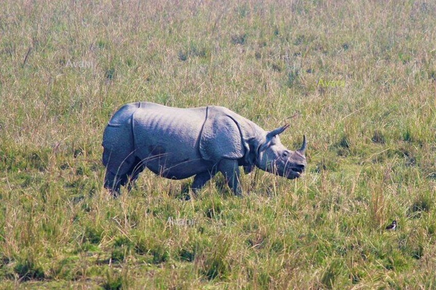 Tour of Pobitora Wildlife Sanctuary from Guwahati with Safari, Lunch and Guide