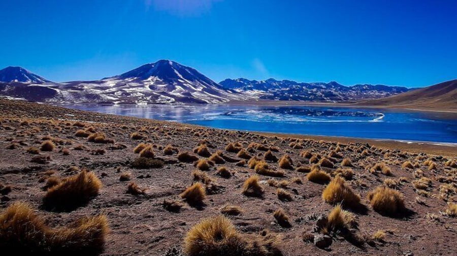 Small-Group Tour to Altiplanic lagoons, Red Stones & Flamingo reserve w tickets