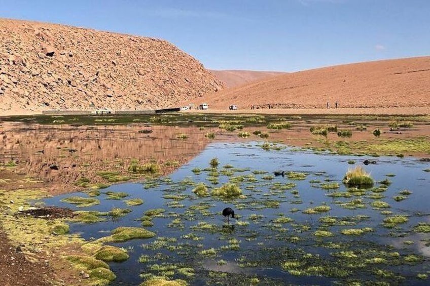 Bofedal Rio Putana