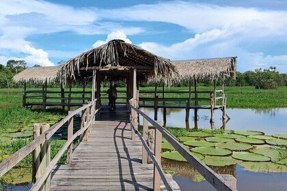 Private River Tour by Speedboat in the Amazon, Lily Pads & Nature