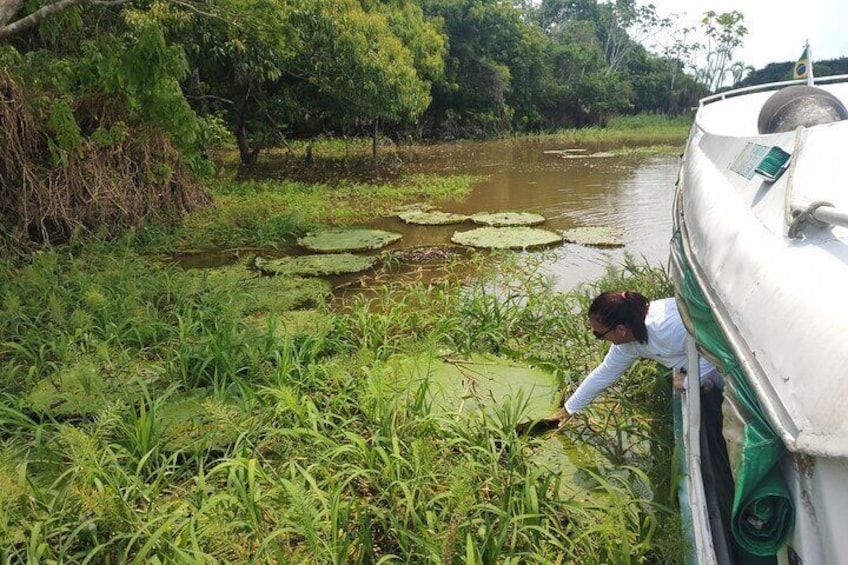 Amazon's Half-Day Jungle Immersion & Nocturnal Encounters