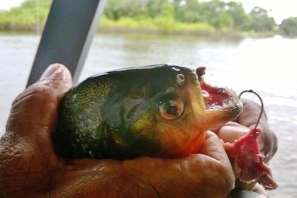 Amazon Adventure Wildlife Observation in a Night tour