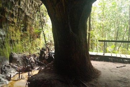 Amazon Rainforest Tour, Trails, Jungle, Caves and Waterfalls