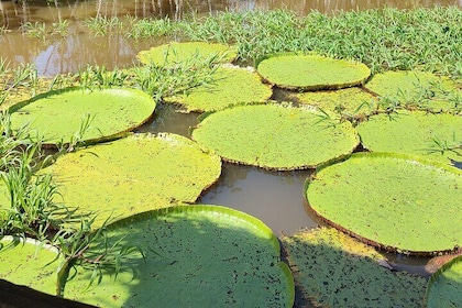 Private Speedboat Tour Meeting of the Waters and Janauari Lake