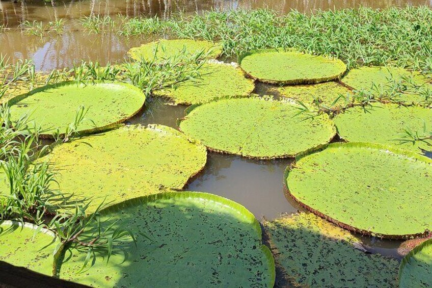 Speedboat Ecotour at Janauary lake and flooded forest