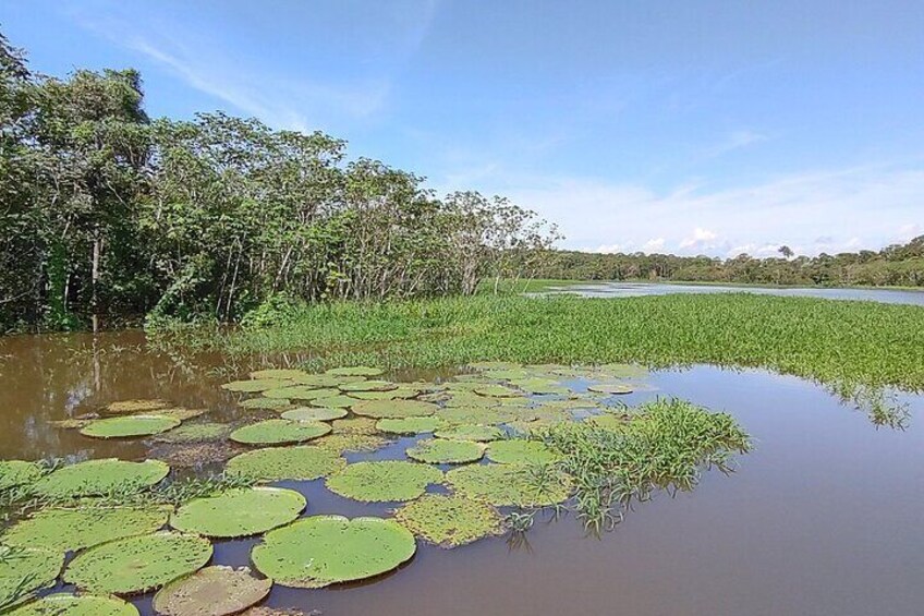 giant lily pads