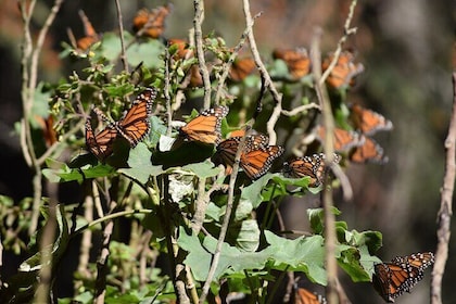 Excursión sobre las mariposas monarca desde Ciudad de México