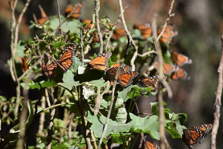 Butterfly Monarch Tour from Mexico City