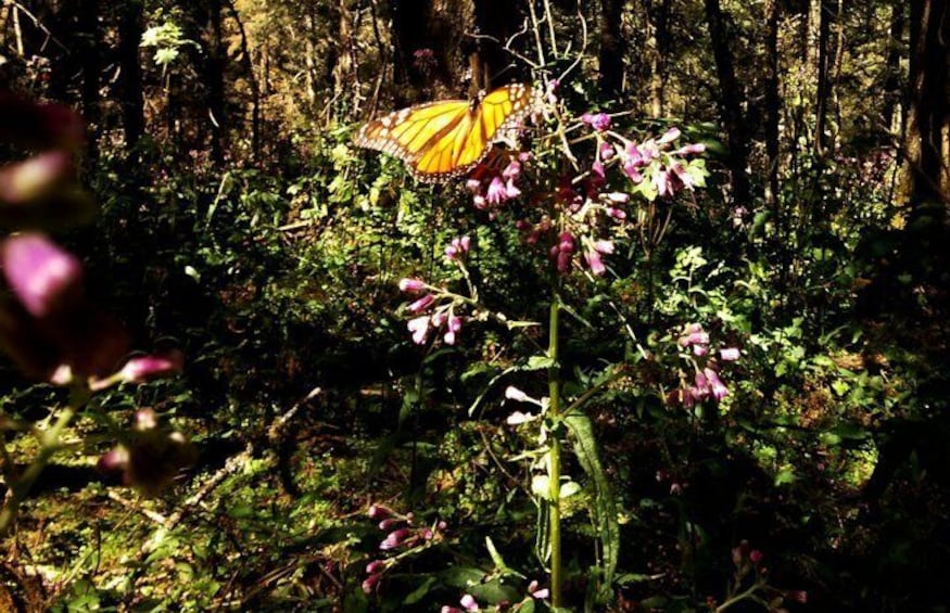 Butterfly Monarch Tour from Mexico City