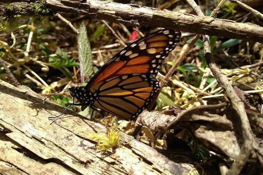 Butterfly Monarch Tour from Mexico City