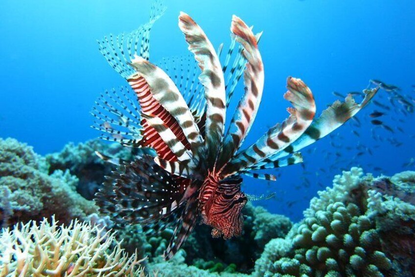 Lion Fish 