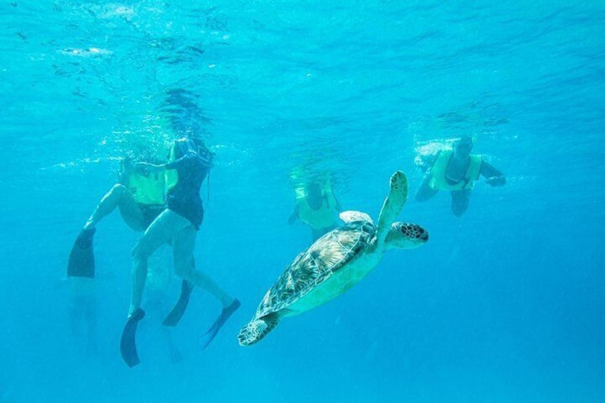 Turtle!
