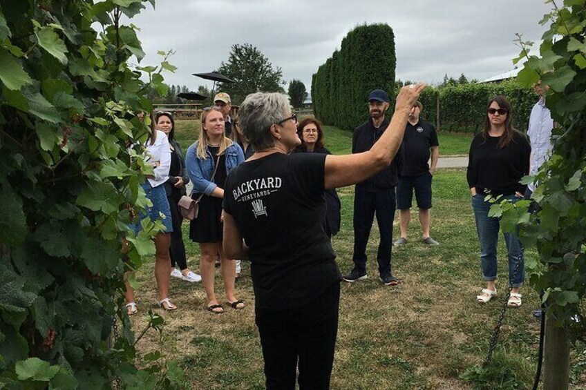 Tour in the vines at Backyard