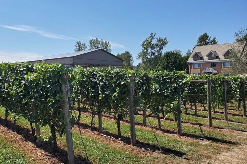 Vineyards in the Fraser Valley south of Langley