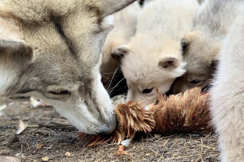 Meet Taivas and the Wolfdogs