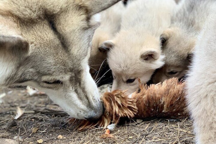 Meet Taivas and the Wolfdogs